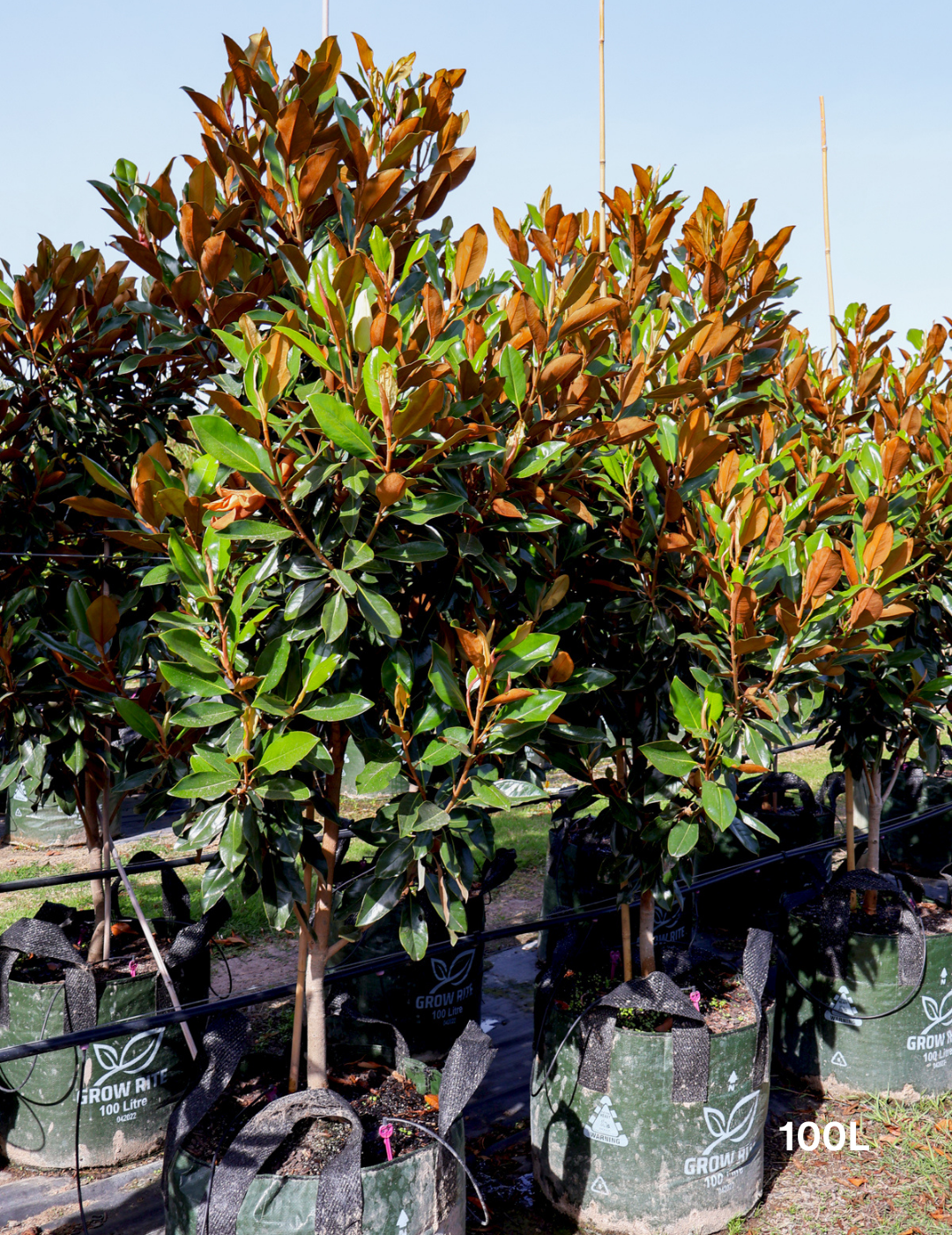 Magnolia grandiflora 'Coolwyn Gloss' - Evergreen Trees Direct