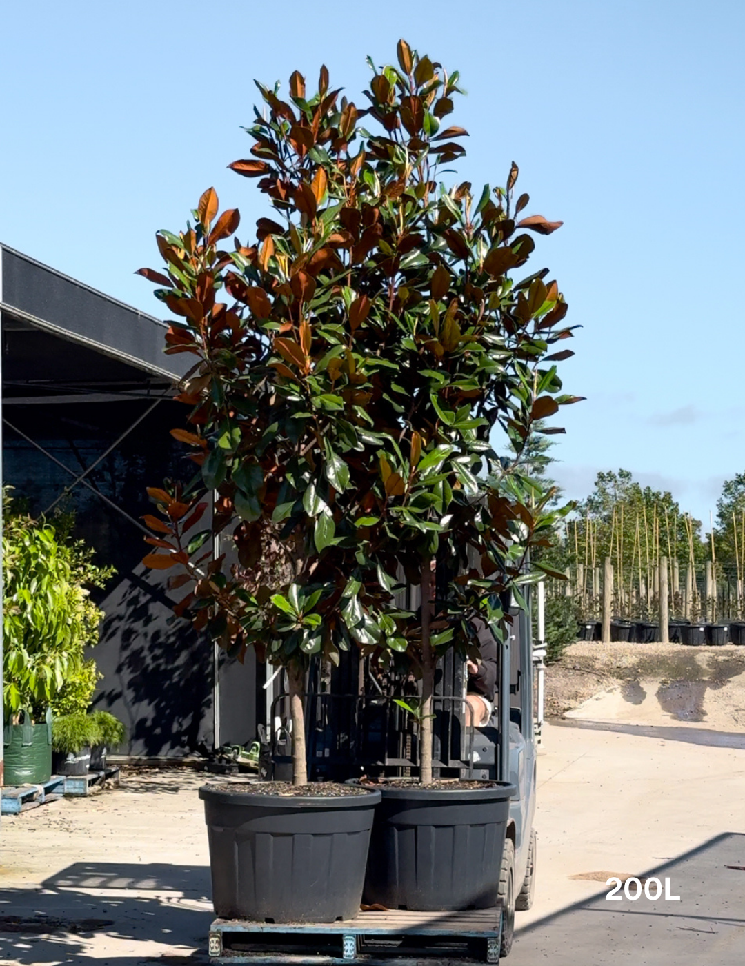 Magnolia grandiflora 'Coolwyn Gloss' - Evergreen Trees Direct