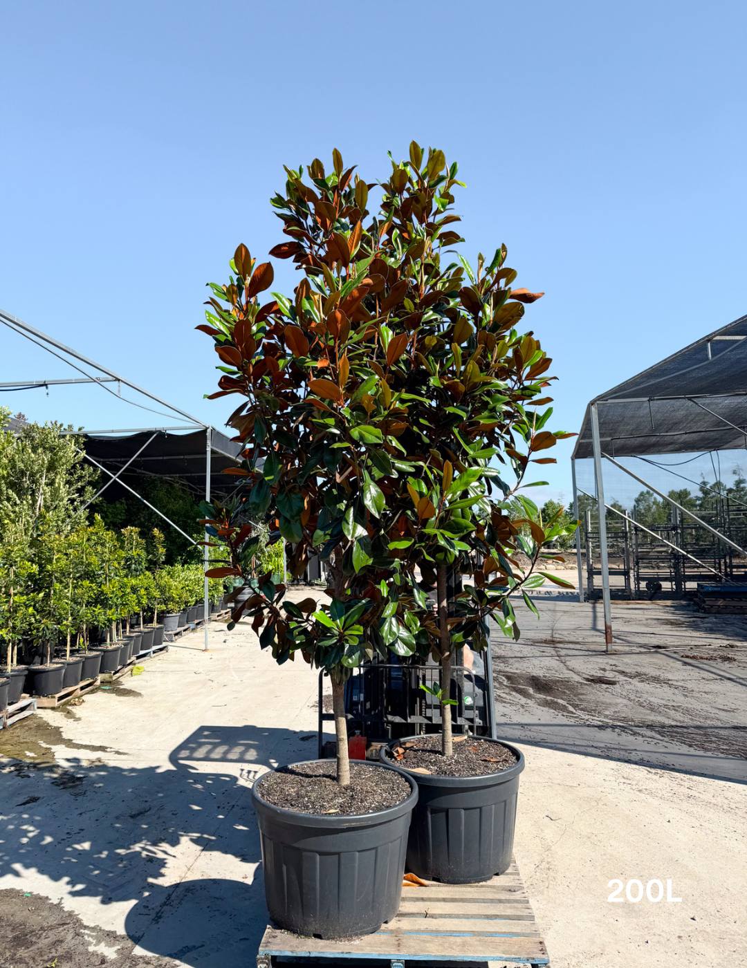 Magnolia grandiflora 'Coolwyn Gloss' - Evergreen Trees Direct