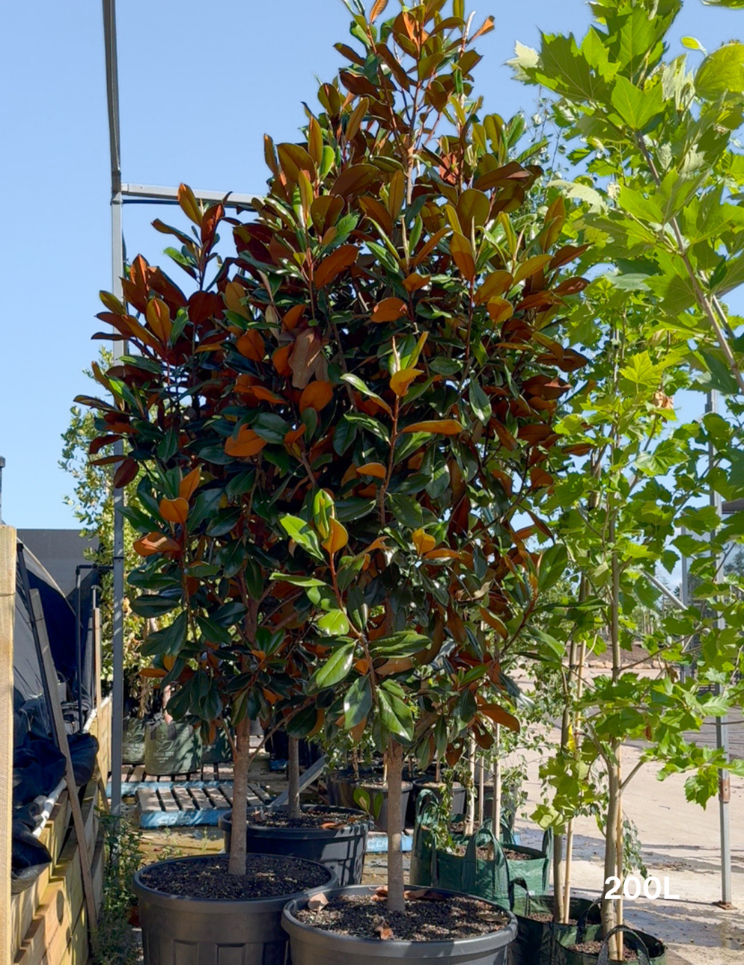 Magnolia grandiflora 'Coolwyn Gloss' - Evergreen Trees Direct