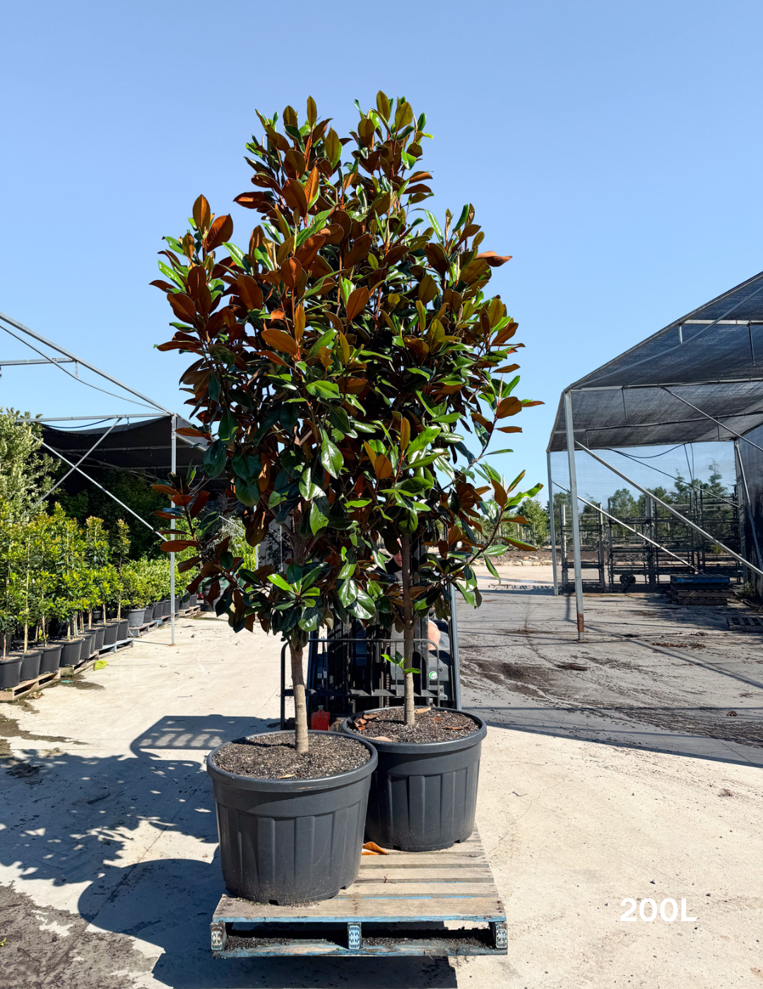 Magnolia grandiflora 'Coolwyn Gloss' - Evergreen Trees Direct