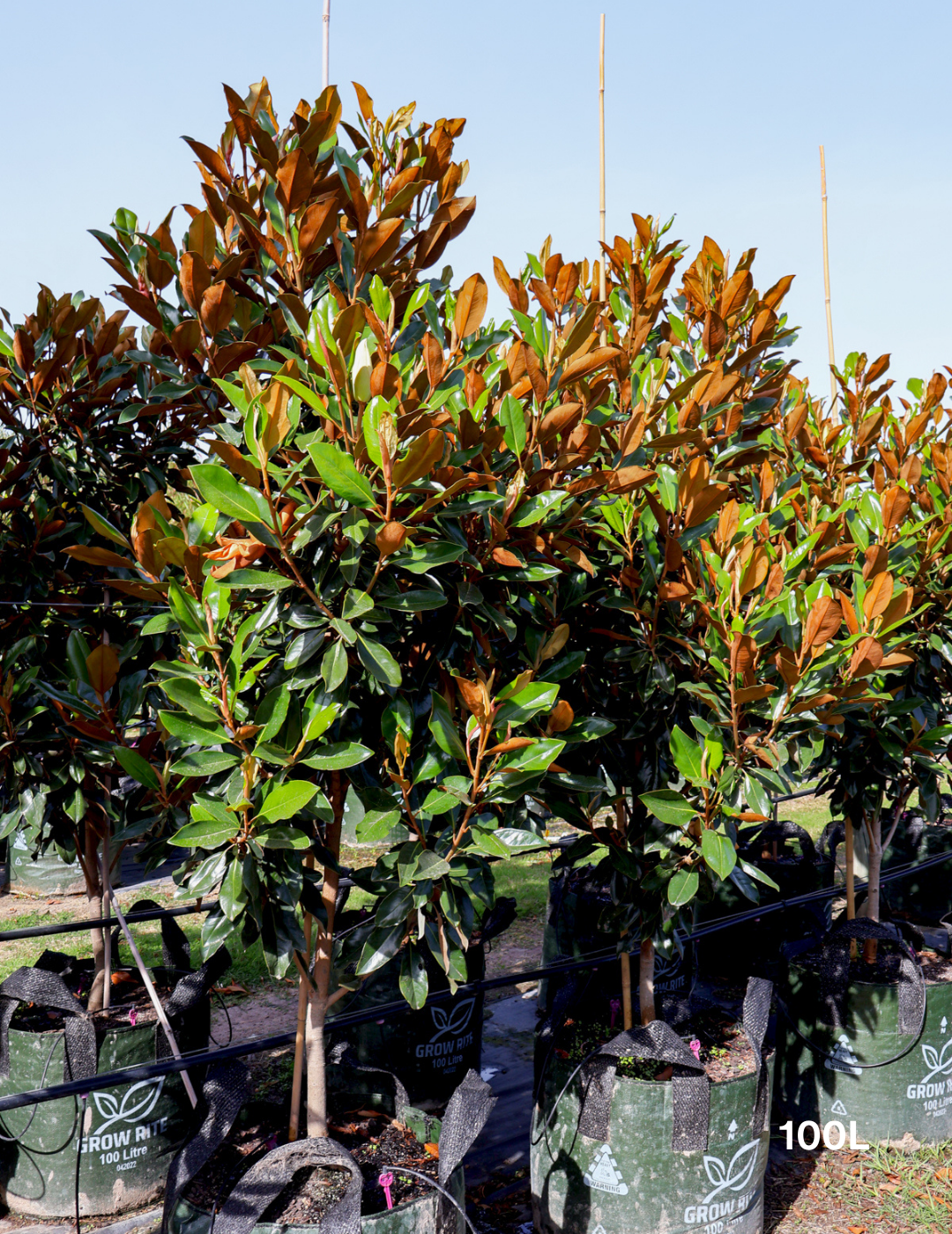 Magnolia grandiflora 'Coolwyn Gloss' - Evergreen Trees Direct