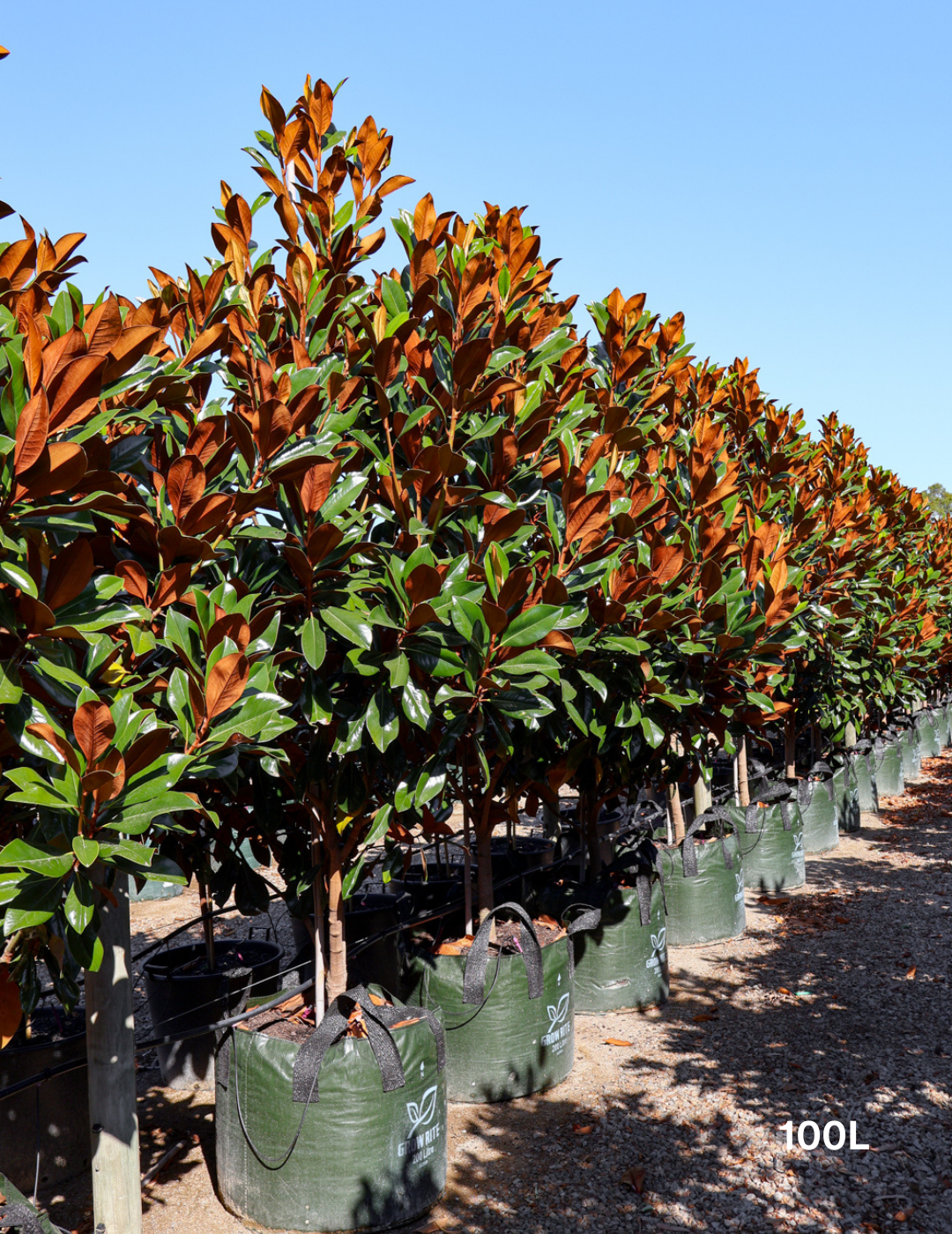 Magnolia grandiflora 'Coolwyn Gloss' - Evergreen Trees Direct