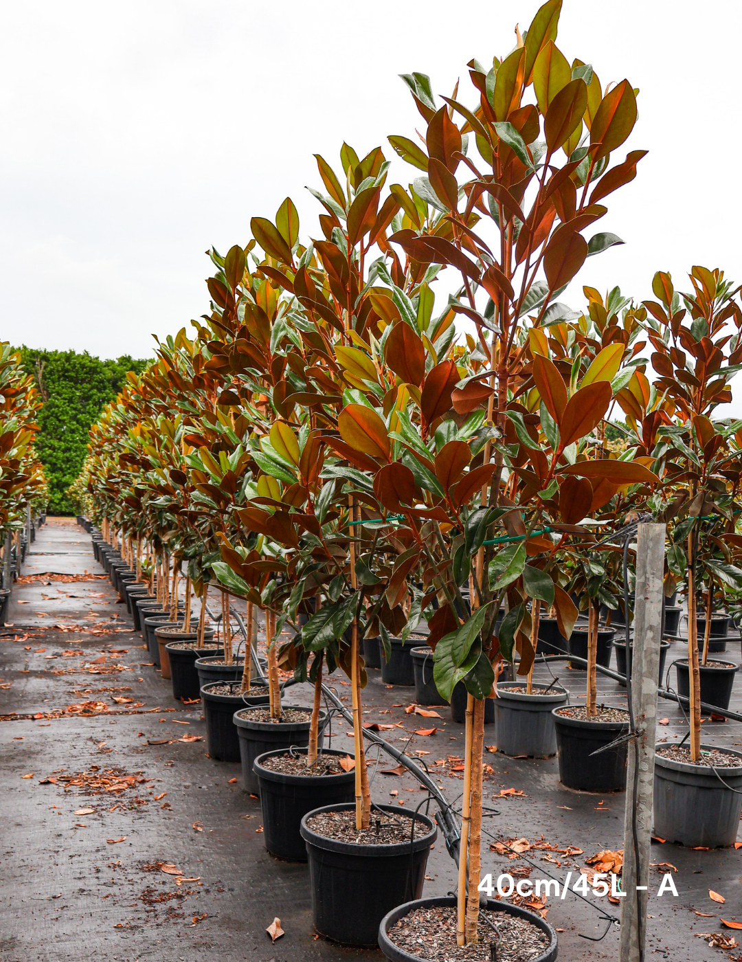 Magnolia grandiflora 'Coolwyn Gloss' - Evergreen Trees Direct