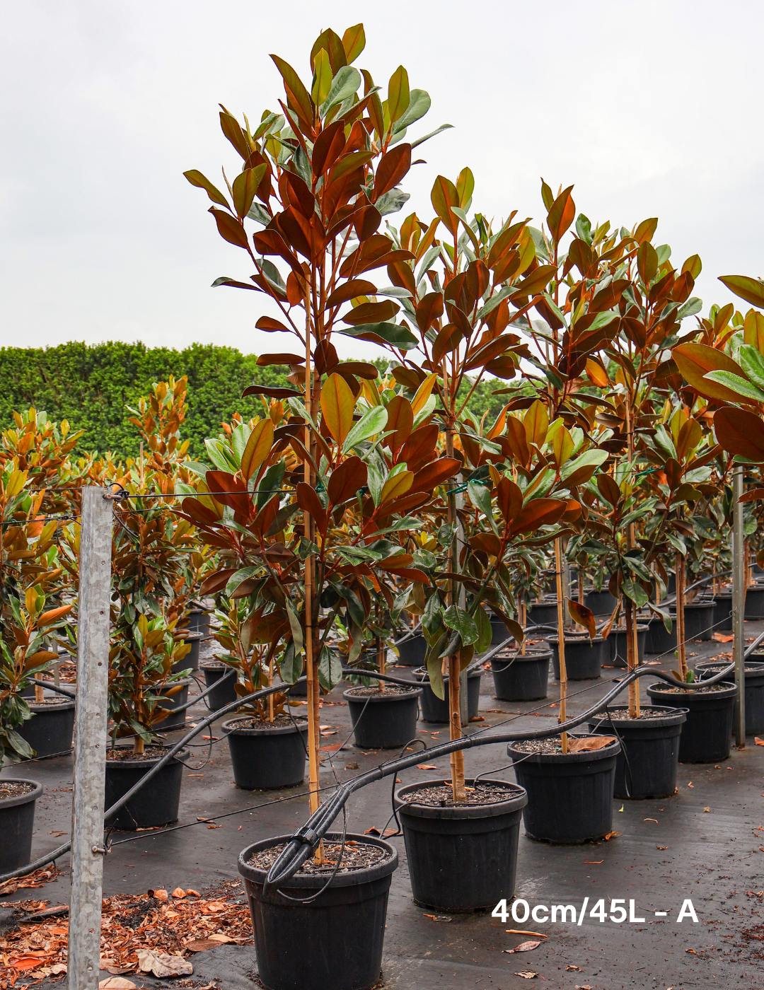 Magnolia grandiflora 'Coolwyn Gloss' - Evergreen Trees Direct