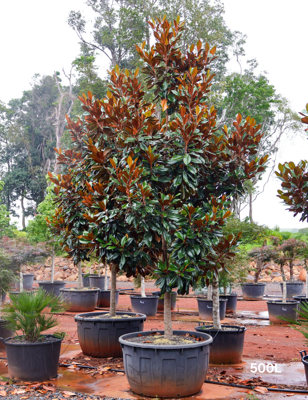 Magnolia grandiflora 'Coolwyn Gloss' - Evergreen Trees Direct