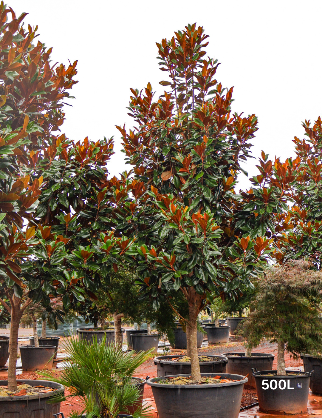 Magnolia grandiflora 'Coolwyn Gloss' - Evergreen Trees Direct