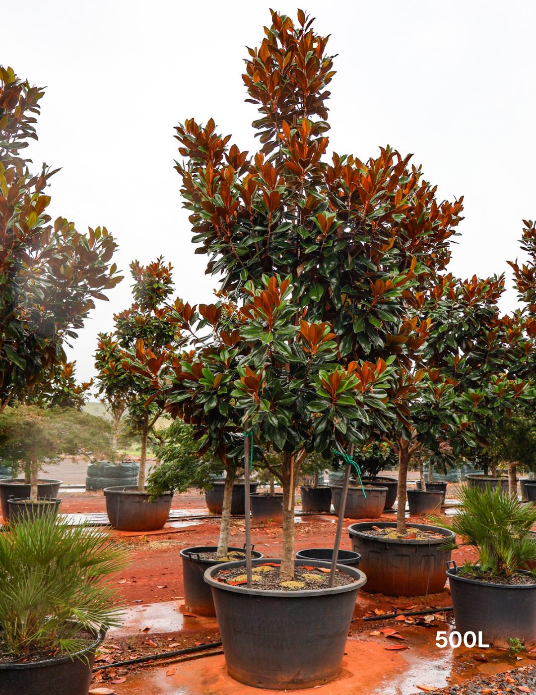 Magnolia grandiflora 'Coolwyn Gloss' - Evergreen Trees Direct