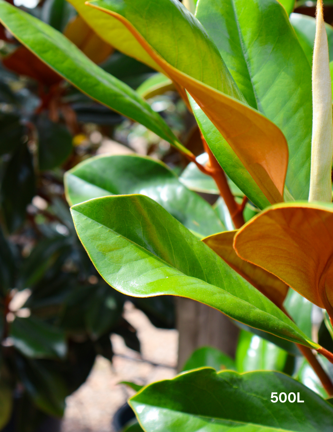 Magnolia grandiflora 'Coolwyn Gloss' - Evergreen Trees Direct