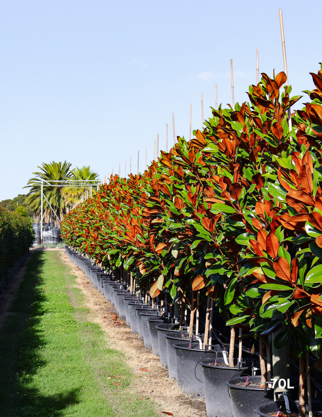 Magnolia grandiflora 'Coolwyn Gloss' - Evergreen Trees Direct