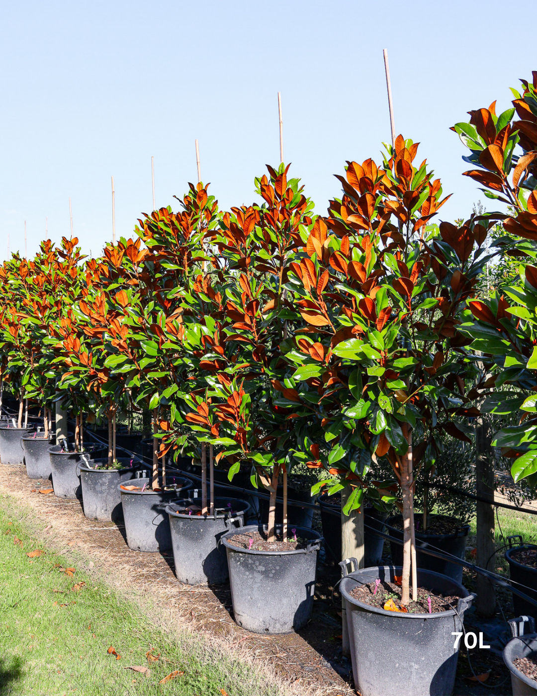 Magnolia grandiflora 'Coolwyn Gloss' - Evergreen Trees Direct