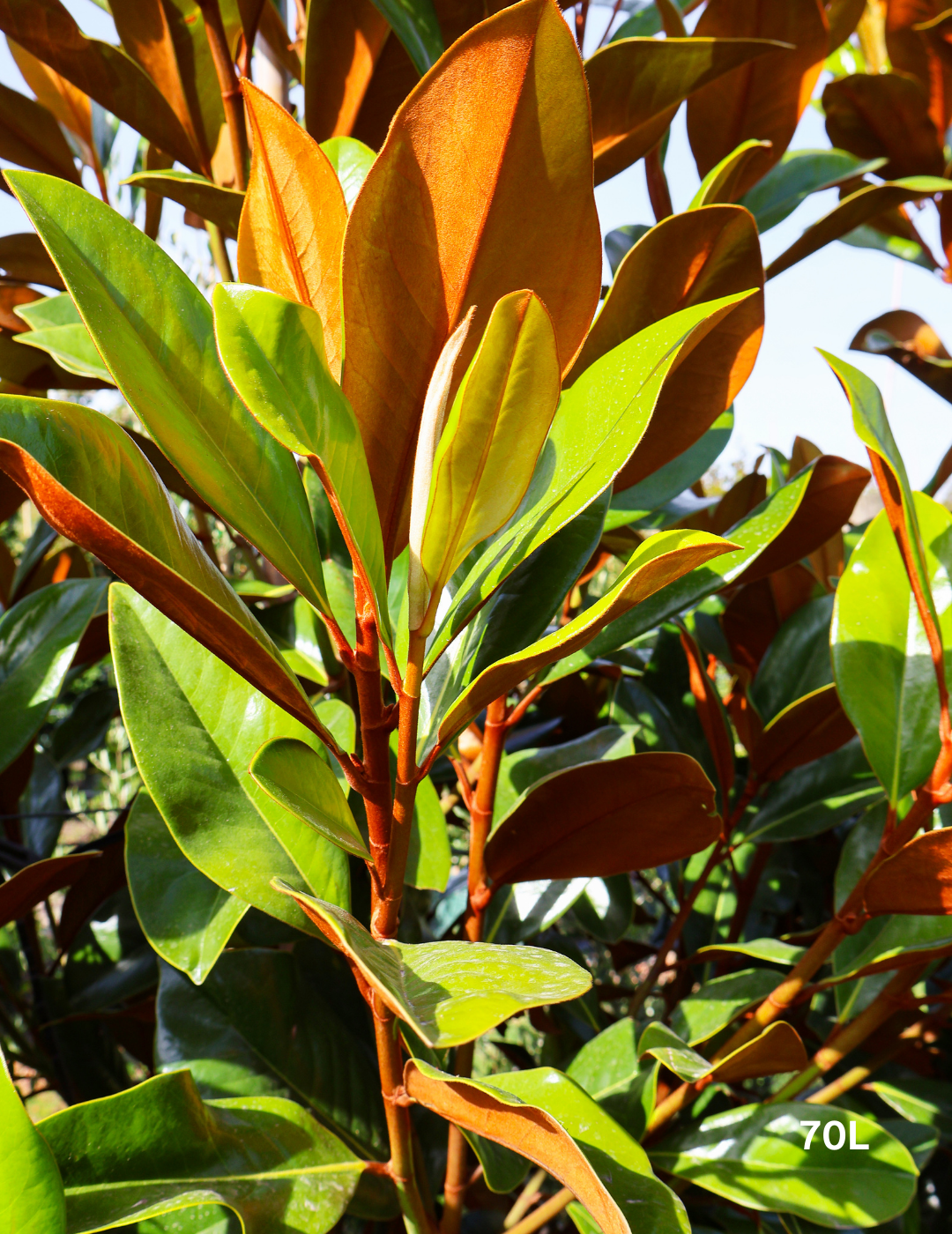 Magnolia grandiflora 'Coolwyn Gloss' - Evergreen Trees Direct