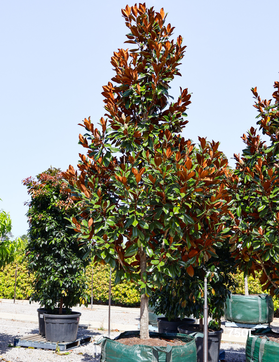 Magnolia grandiflora 'Coolwyn Gloss' - Evergreen Trees Direct