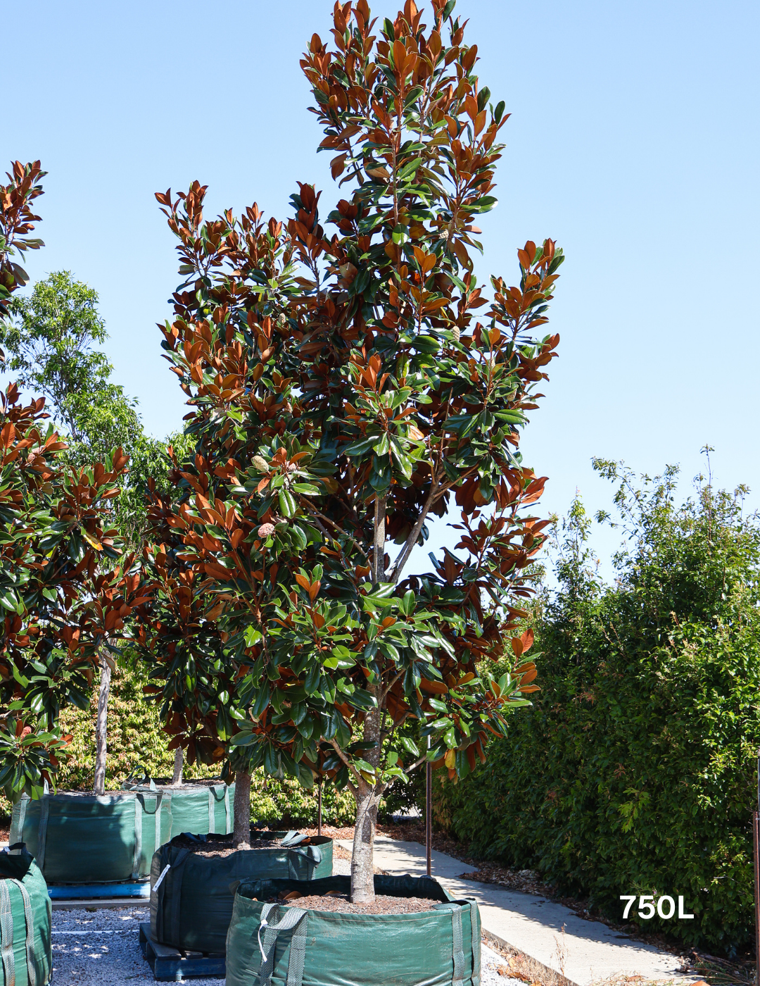 Magnolia grandiflora 'Coolwyn Gloss' - Evergreen Trees Direct