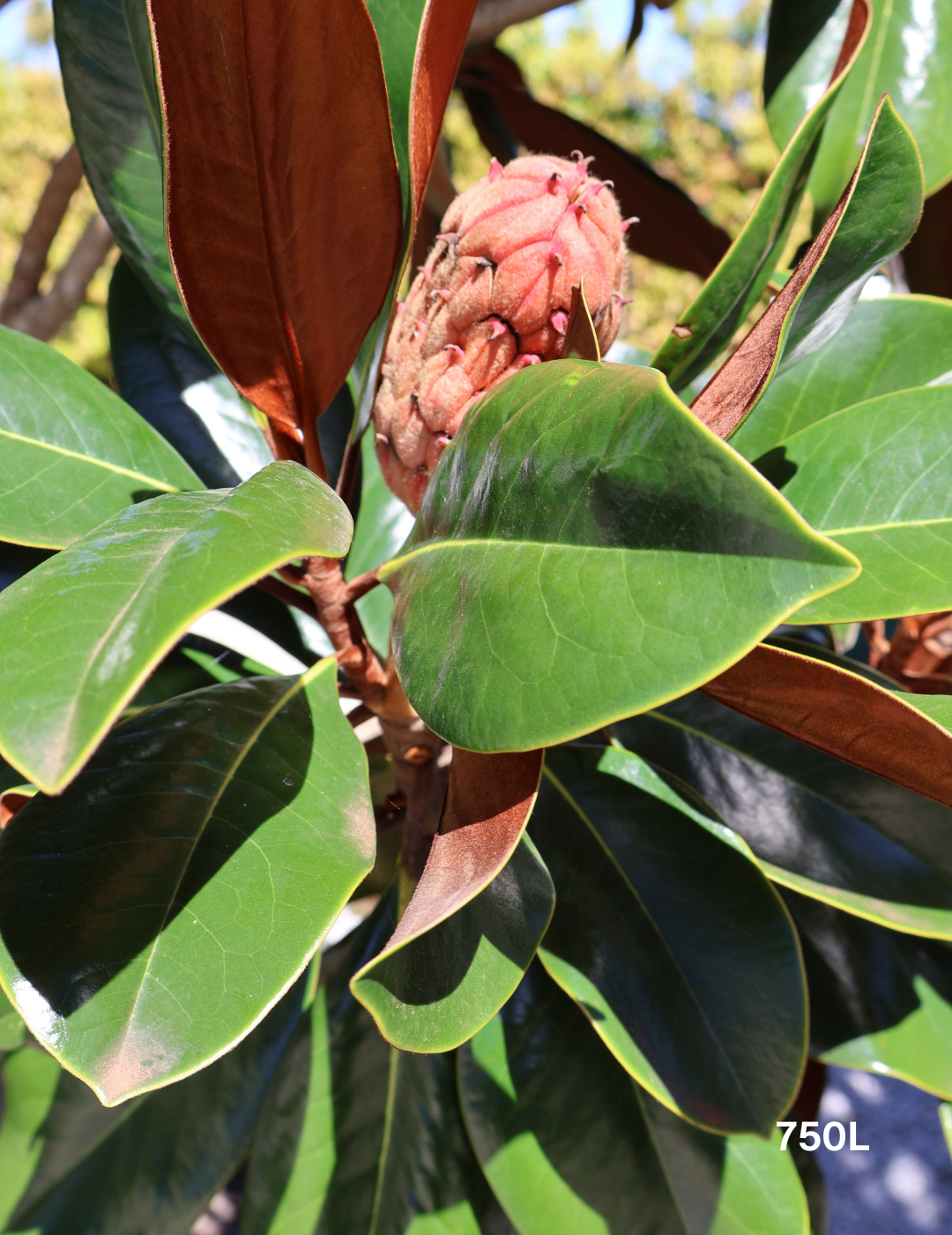 Magnolia grandiflora 'Coolwyn Gloss' - Evergreen Trees Direct