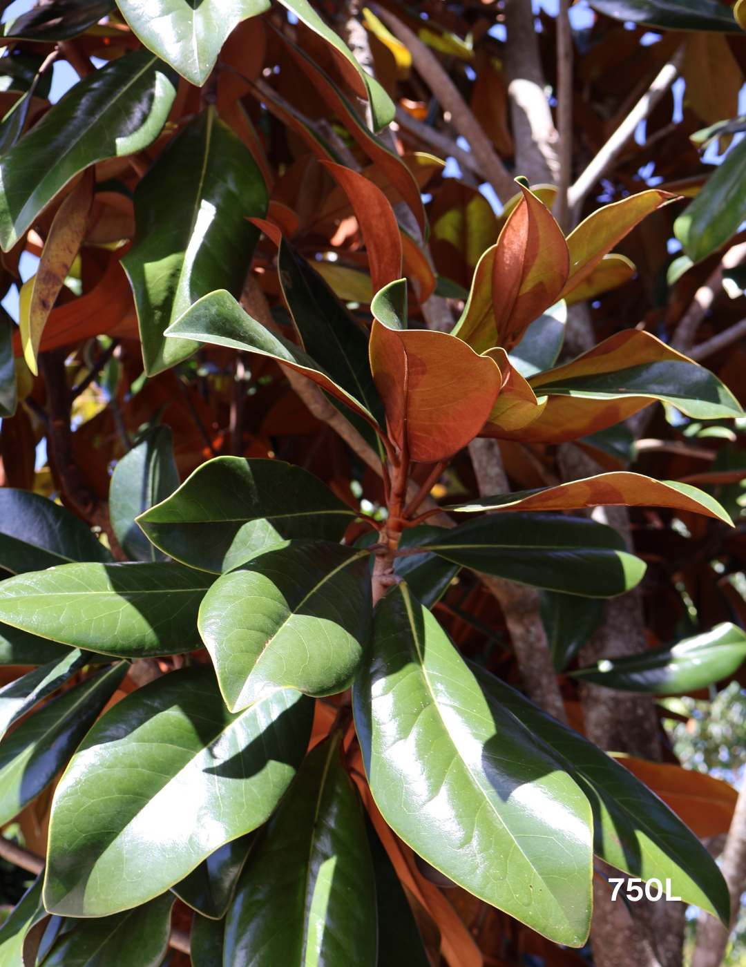 Magnolia grandiflora 'Coolwyn Gloss' - Evergreen Trees Direct