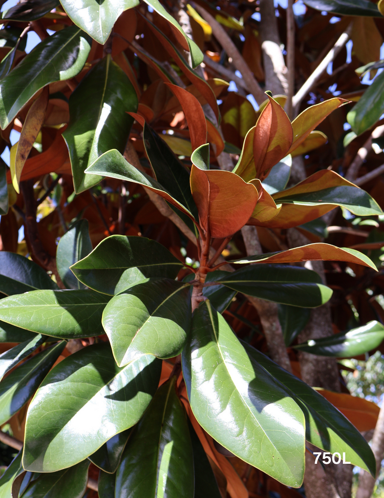 Magnolia grandiflora 'Coolwyn Gloss'