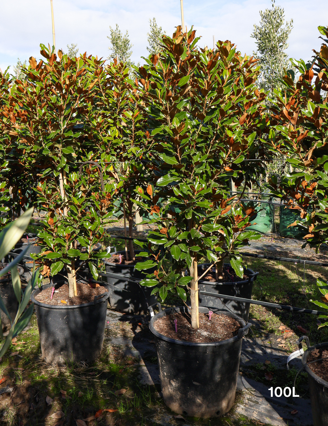 Magnolia Grandiflora 'Supergem' - Evergreen Trees Direct