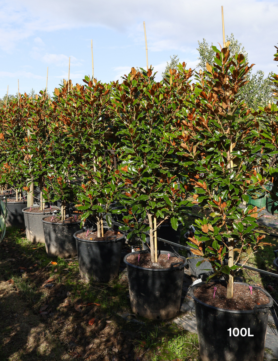 Magnolia Grandiflora 'Supergem' - Evergreen Trees Direct