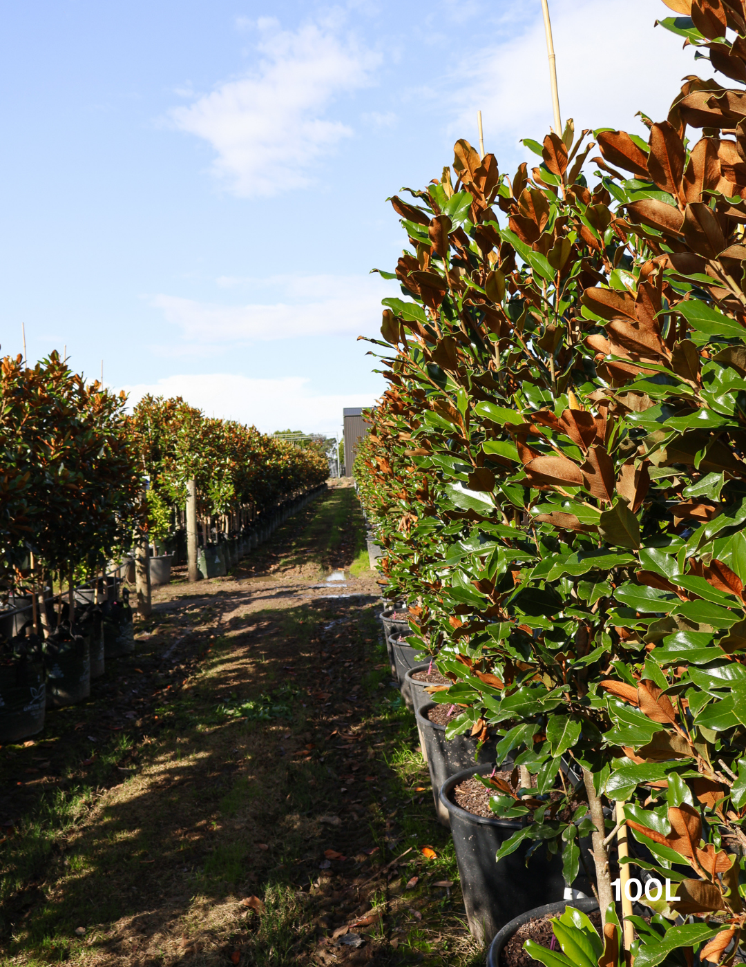 Magnolia Grandiflora 'Supergem' - Evergreen Trees Direct