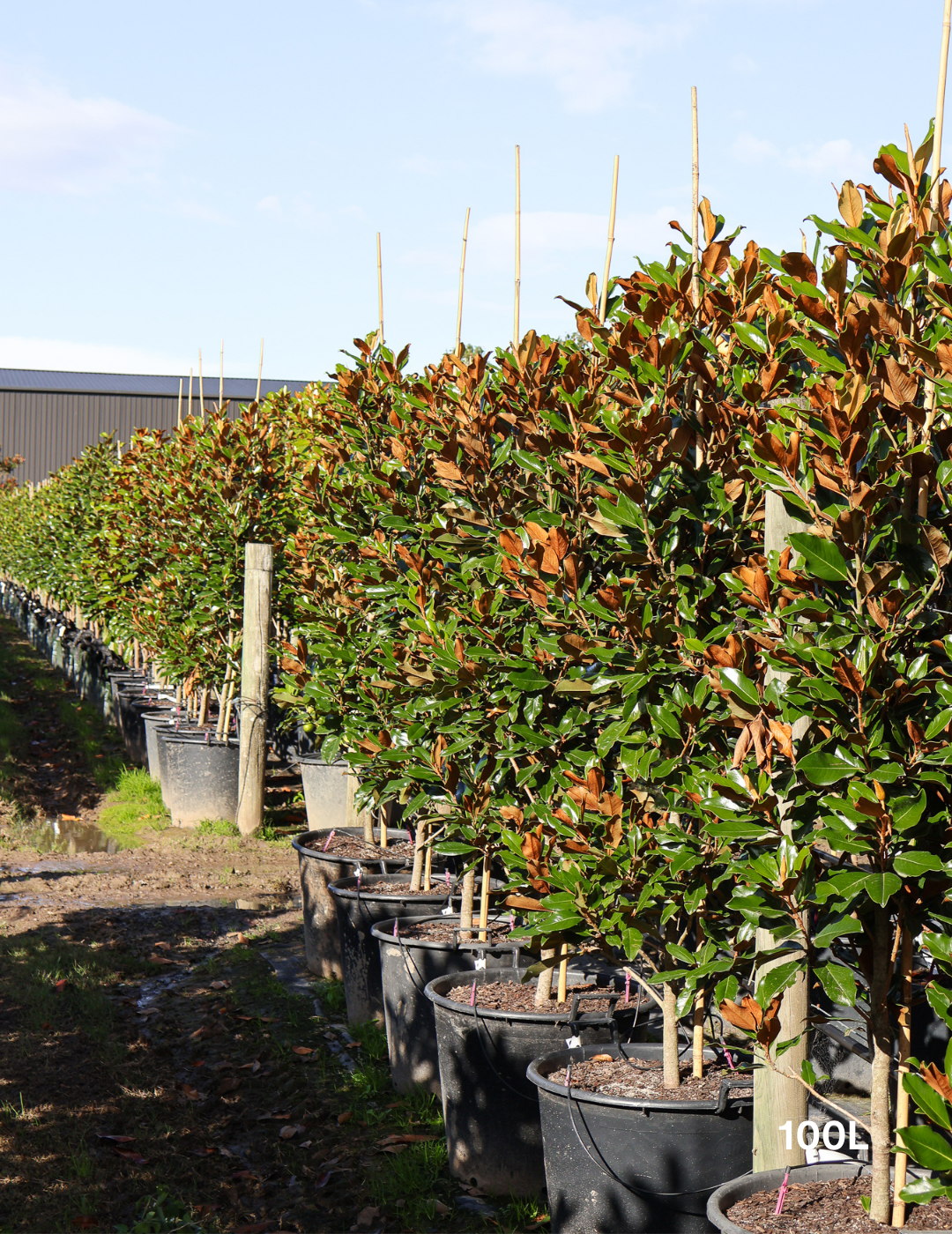 Magnolia Grandiflora 'Supergem' - Evergreen Trees Direct