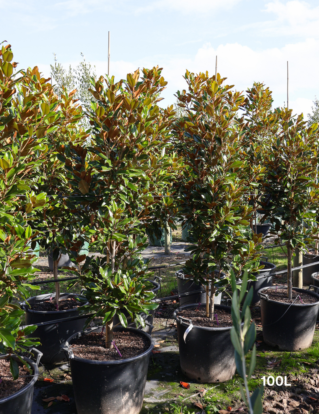 Magnolia Grandiflora 'Supergem' - Evergreen Trees Direct