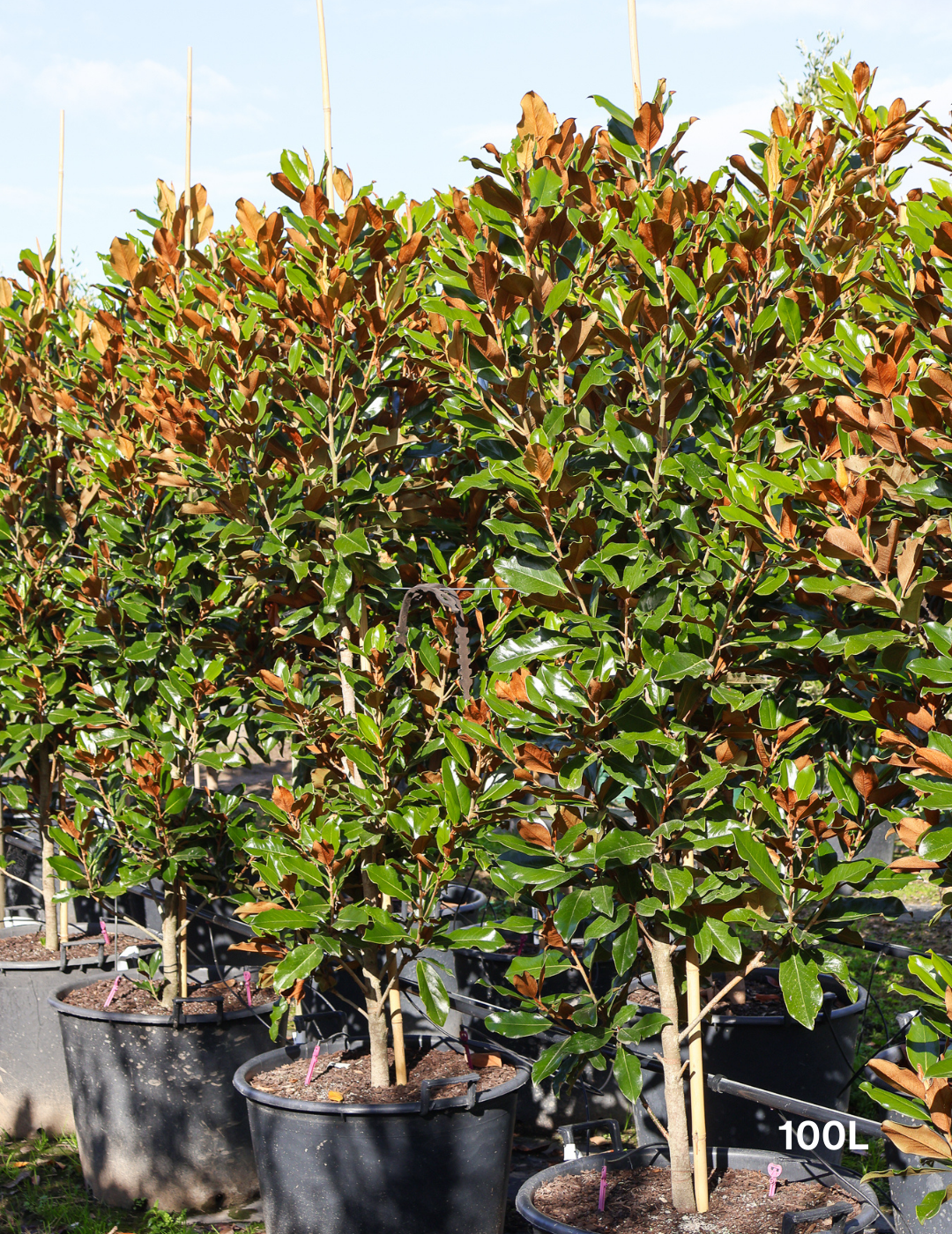 Magnolia Grandiflora 'Supergem' - Evergreen Trees Direct