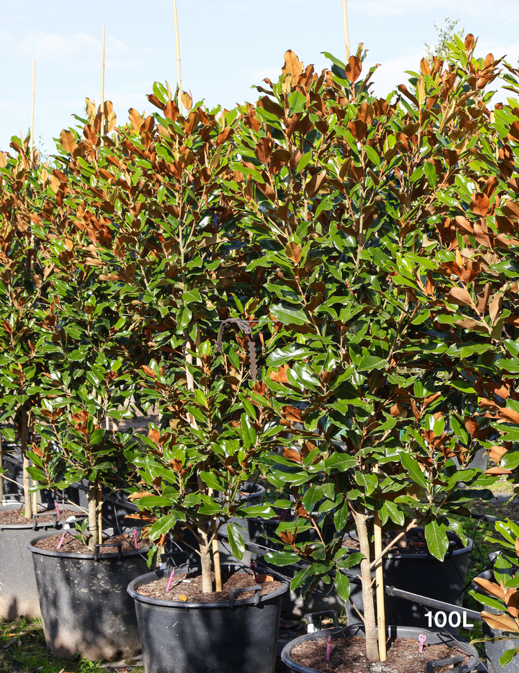 Magnolia Grandiflora 'Supergem'