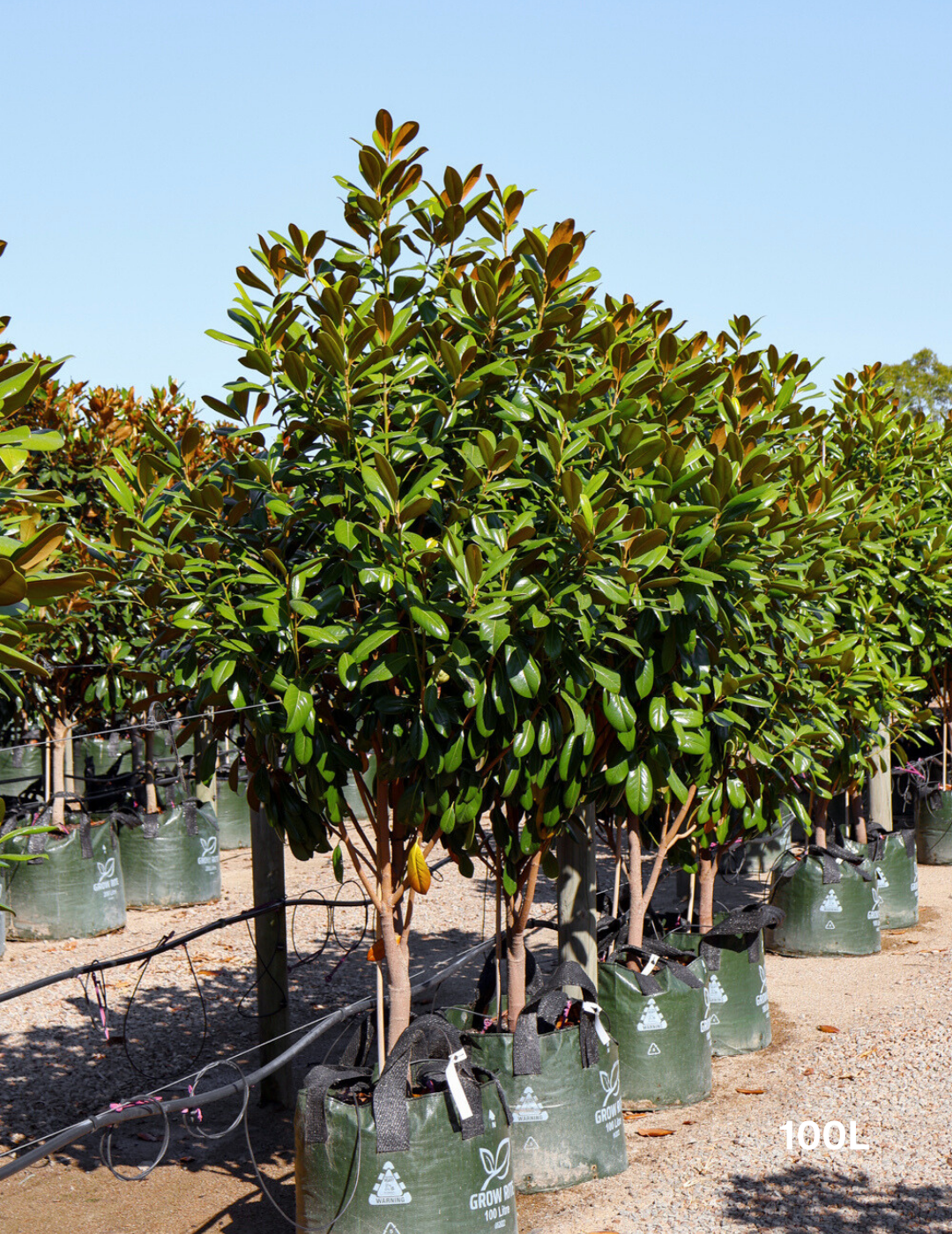 Magnolia grandiflora 'Greenback' - Evergreen Trees Direct