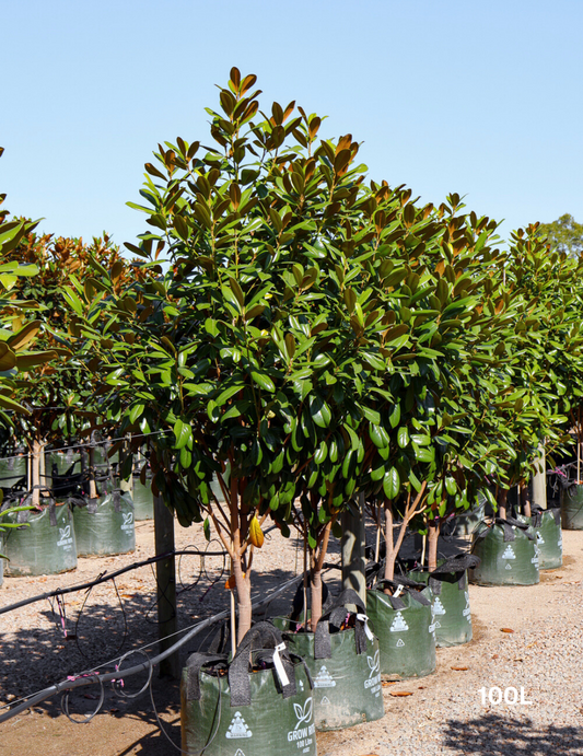 Magnolia grandiflora 'Greenback'