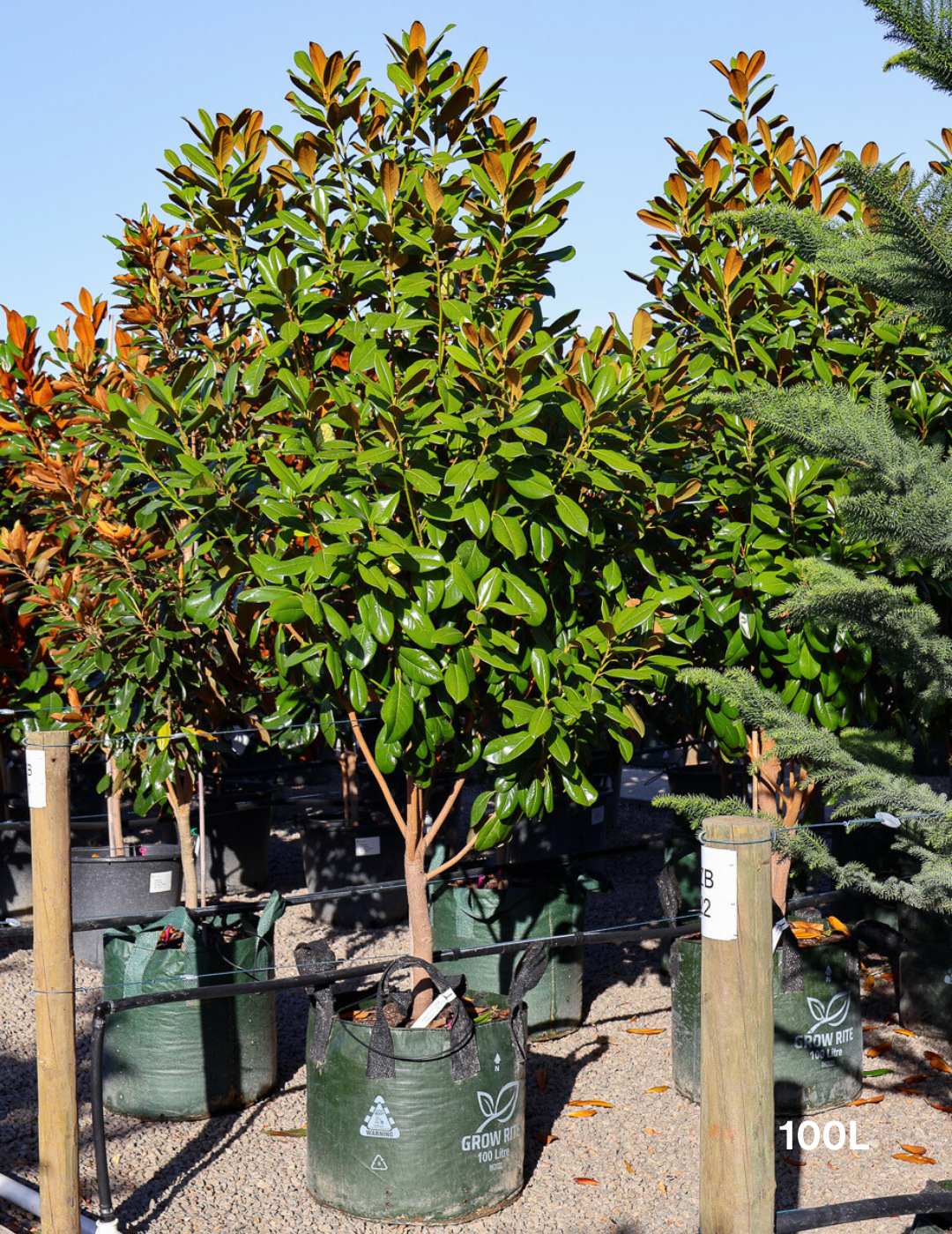 Magnolia grandiflora 'Greenback' - Evergreen Trees Direct