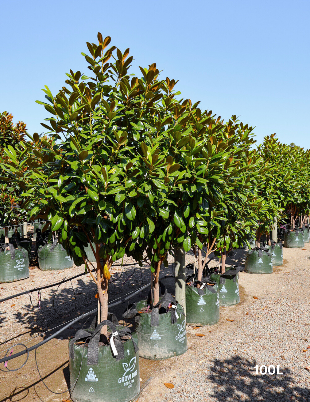 Magnolia grandiflora 'Greenback' - Evergreen Trees Direct