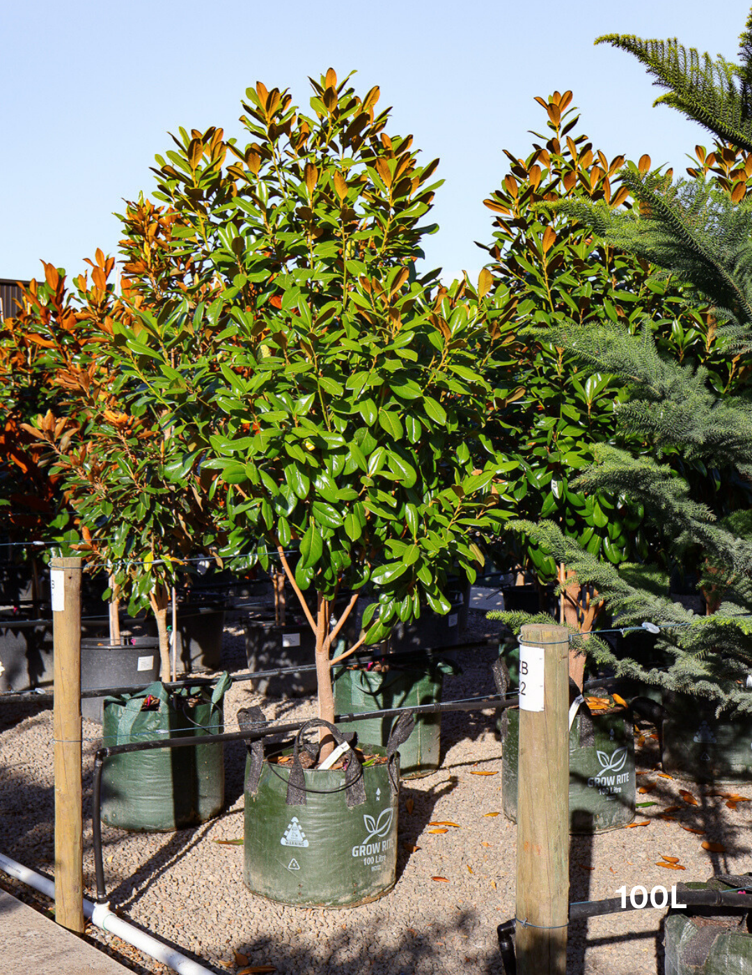 Magnolia grandiflora 'Greenback' - Evergreen Trees Direct