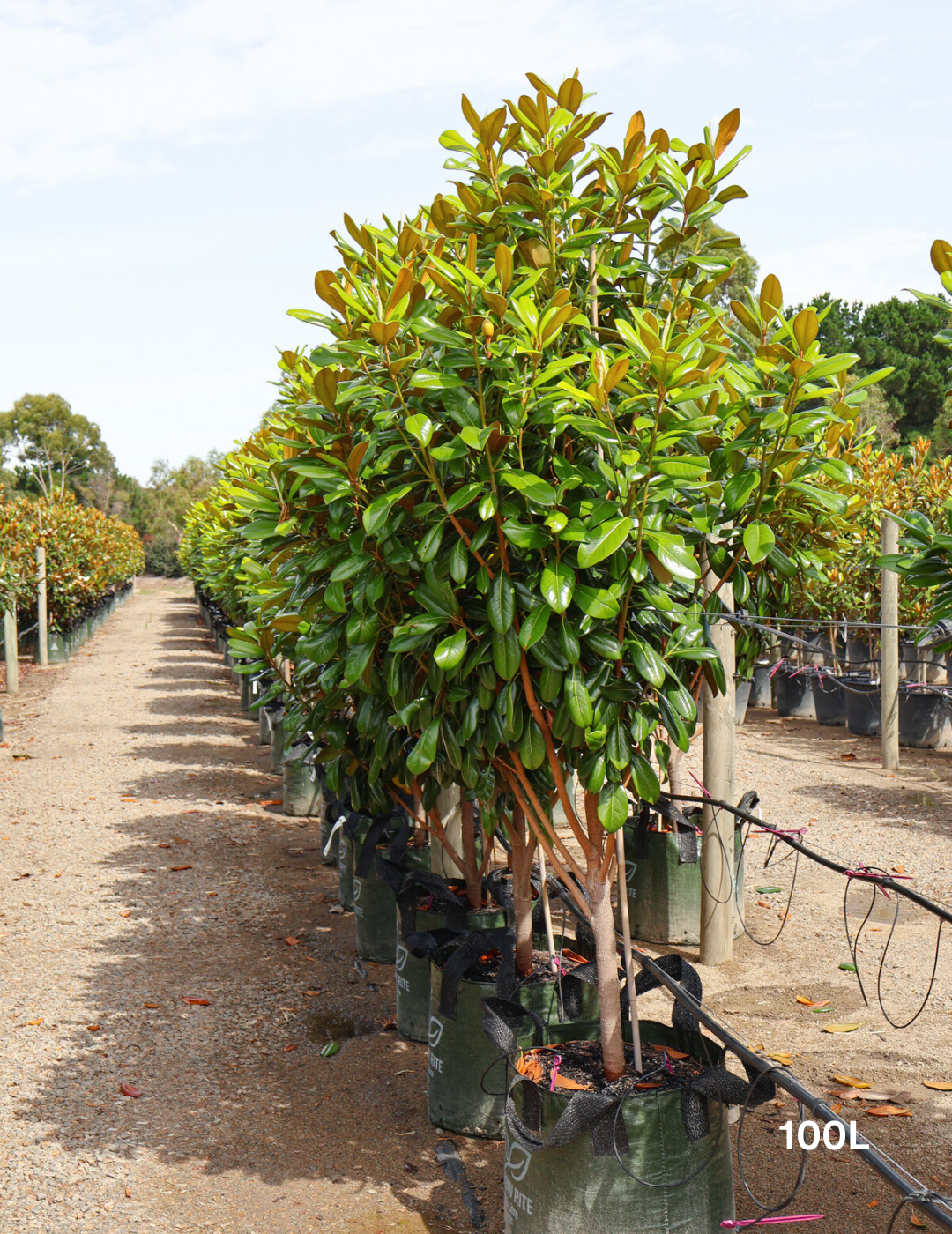 Magnolia grandiflora 'Greenback' - Evergreen Trees Direct