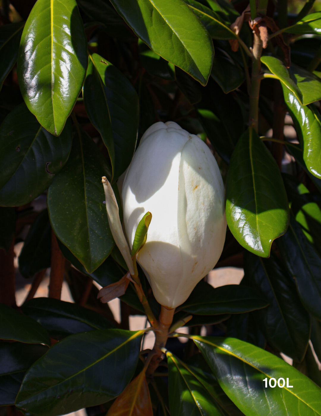 Magnolia grandiflora 'Greenback' - Evergreen Trees Direct