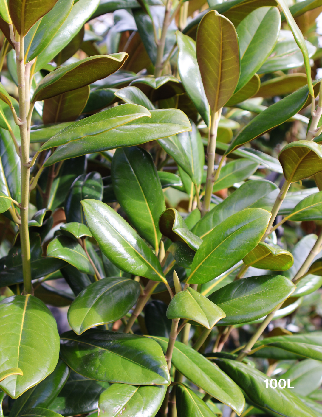 Magnolia grandiflora 'Greenback' - Evergreen Trees Direct