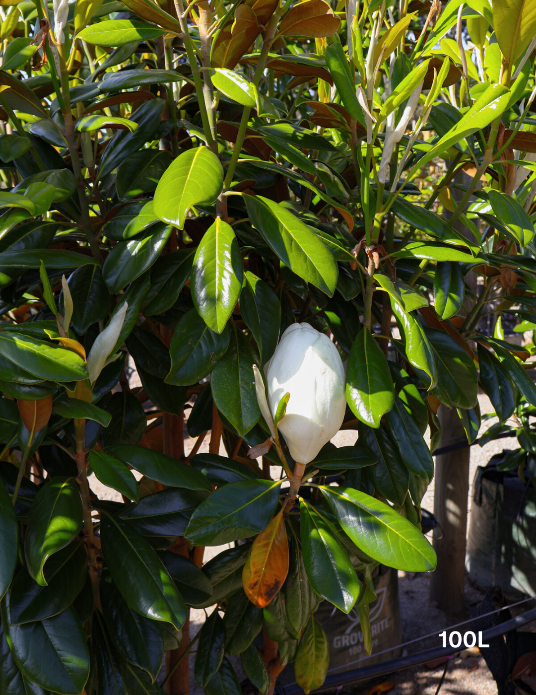 Magnolia grandiflora 'Greenback' - Evergreen Trees Direct