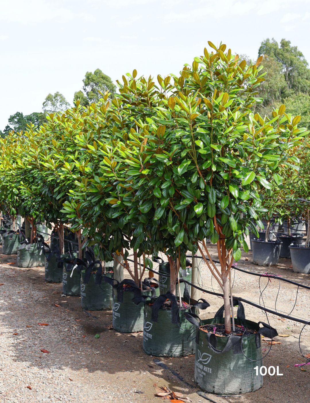 Magnolia grandiflora 'Greenback' - Evergreen Trees Direct