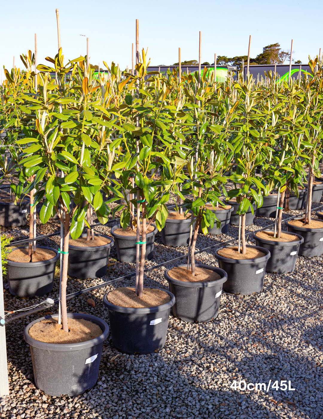 Magnolia grandiflora 'Greenback' - Evergreen Trees Direct