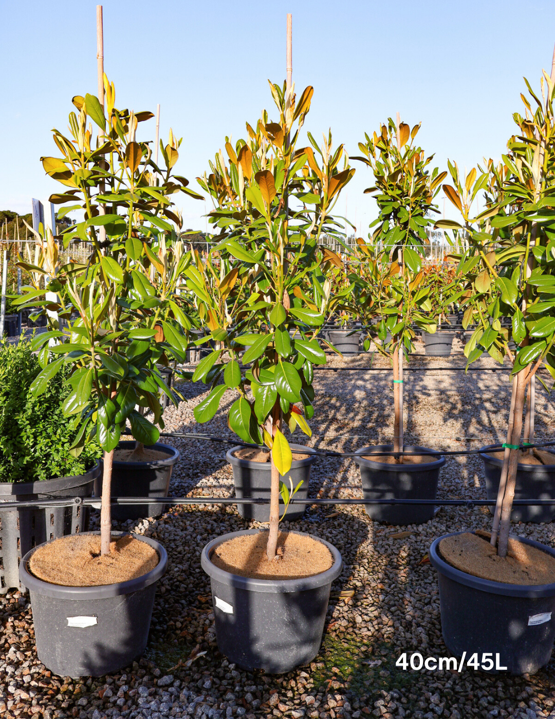 Magnolia grandiflora 'Greenback' - Evergreen Trees Direct