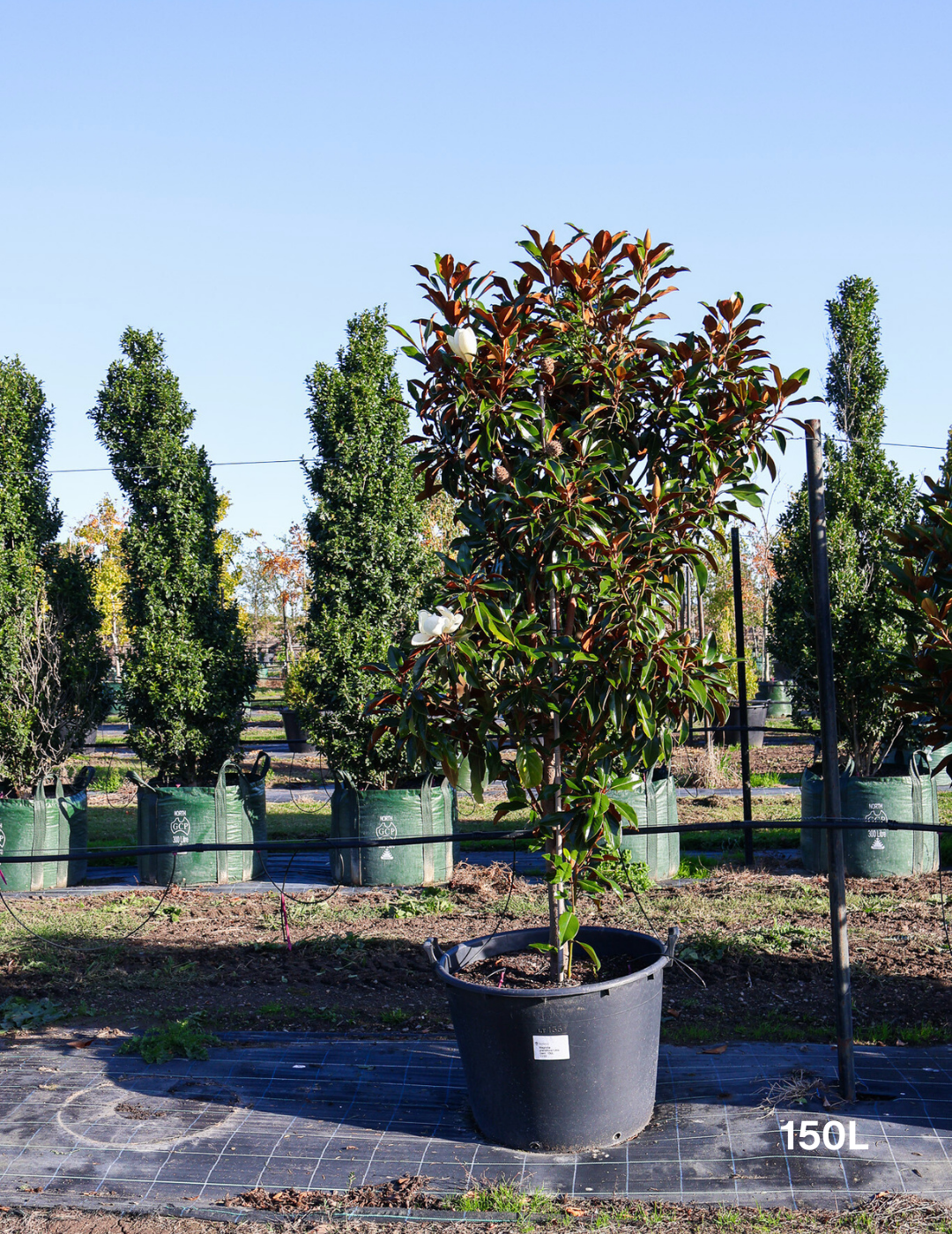 Magnolia grandiflora 'Kay Parris' - Evergreen Trees Direct