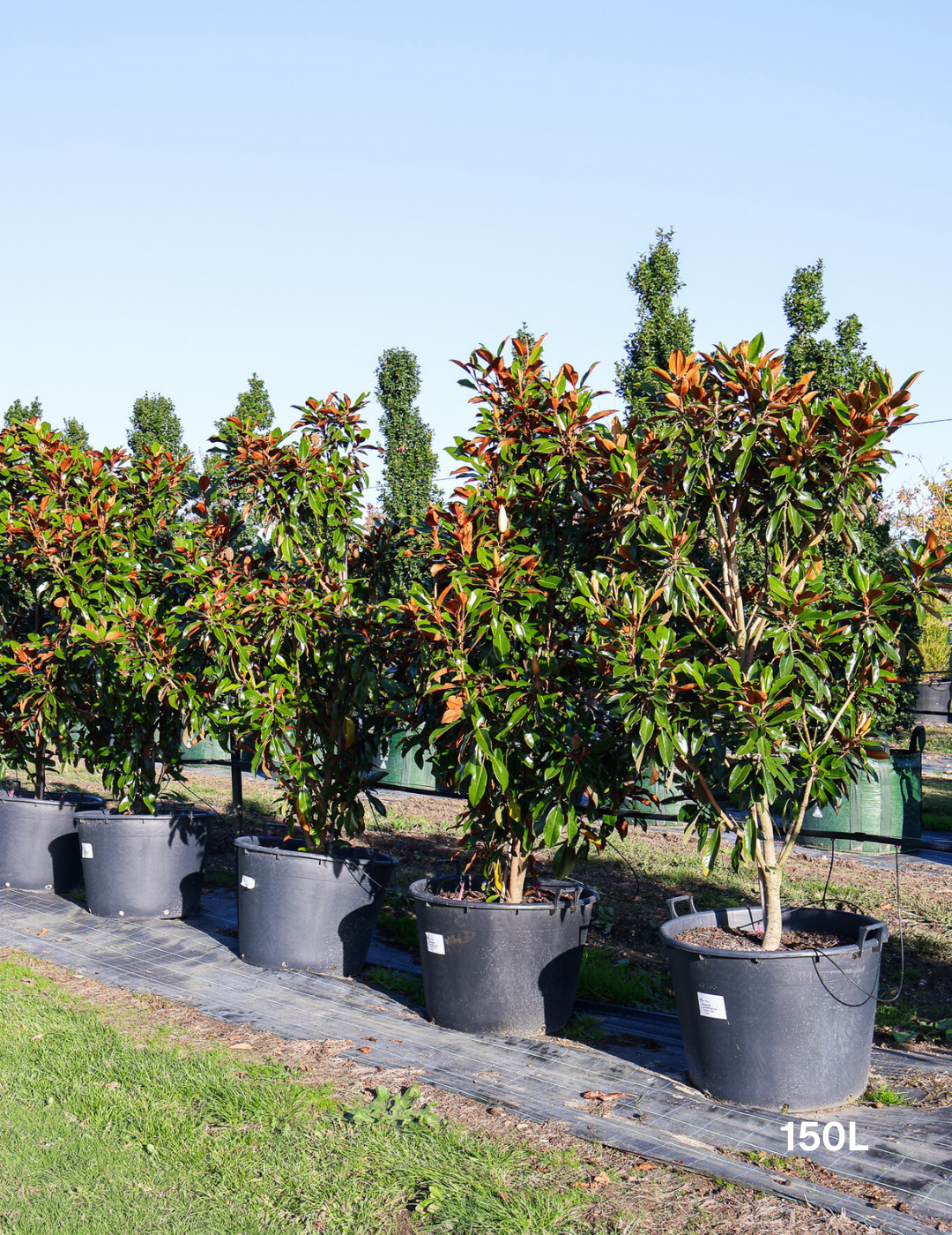 Magnolia grandiflora 'Kay Parris' - Evergreen Trees Direct