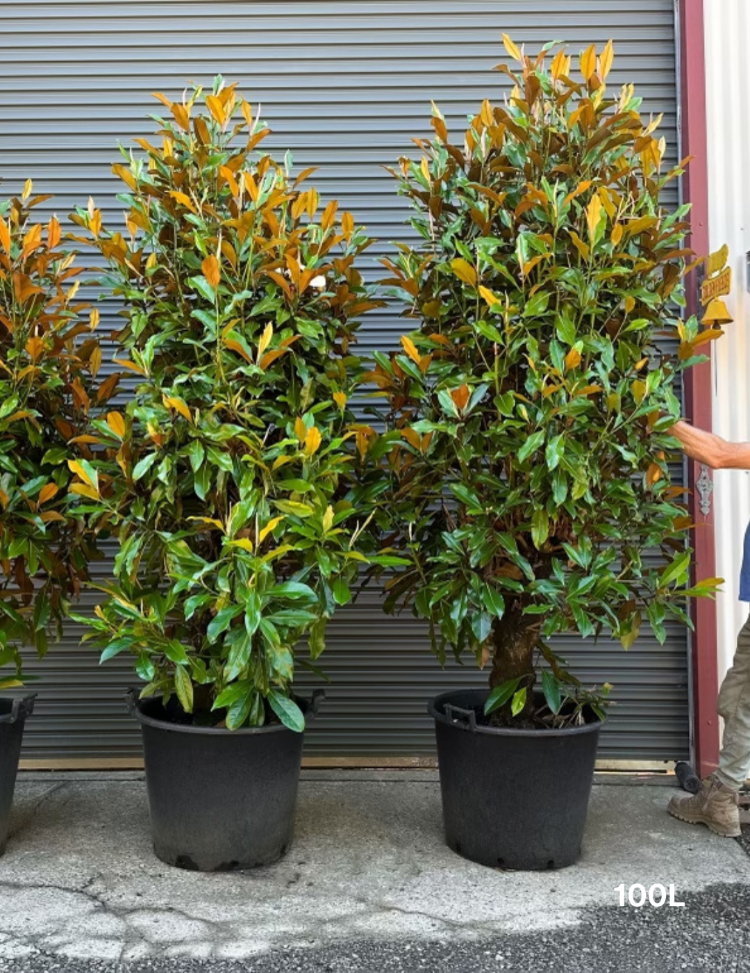 Magnolia grandiflora 'Kay Parris' - Evergreen Trees Direct