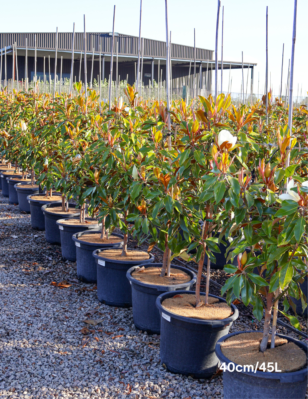 Magnolia grandiflora 'Kay Parris' - Evergreen Trees Direct