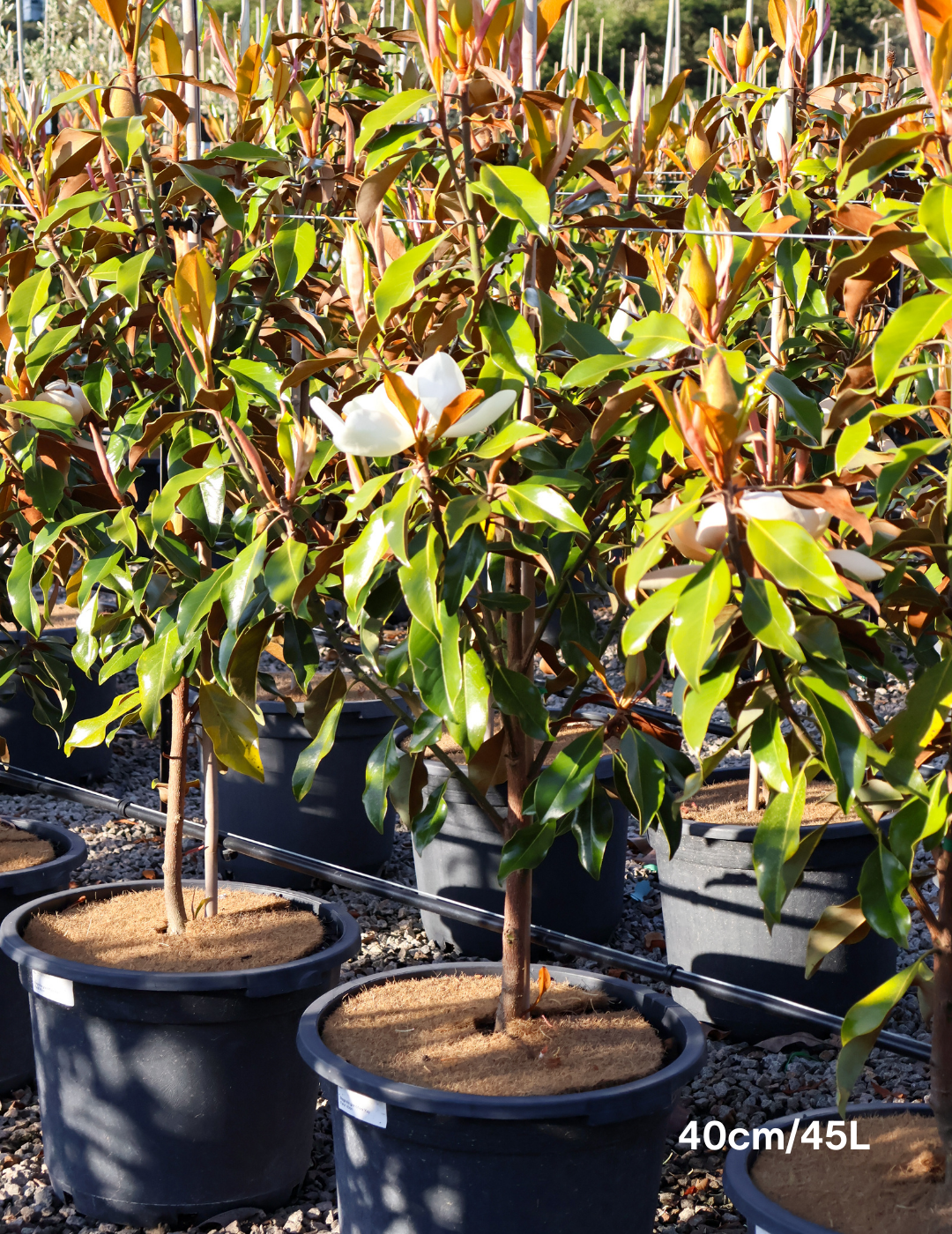 Magnolia grandiflora 'Kay Parris' - Evergreen Trees Direct