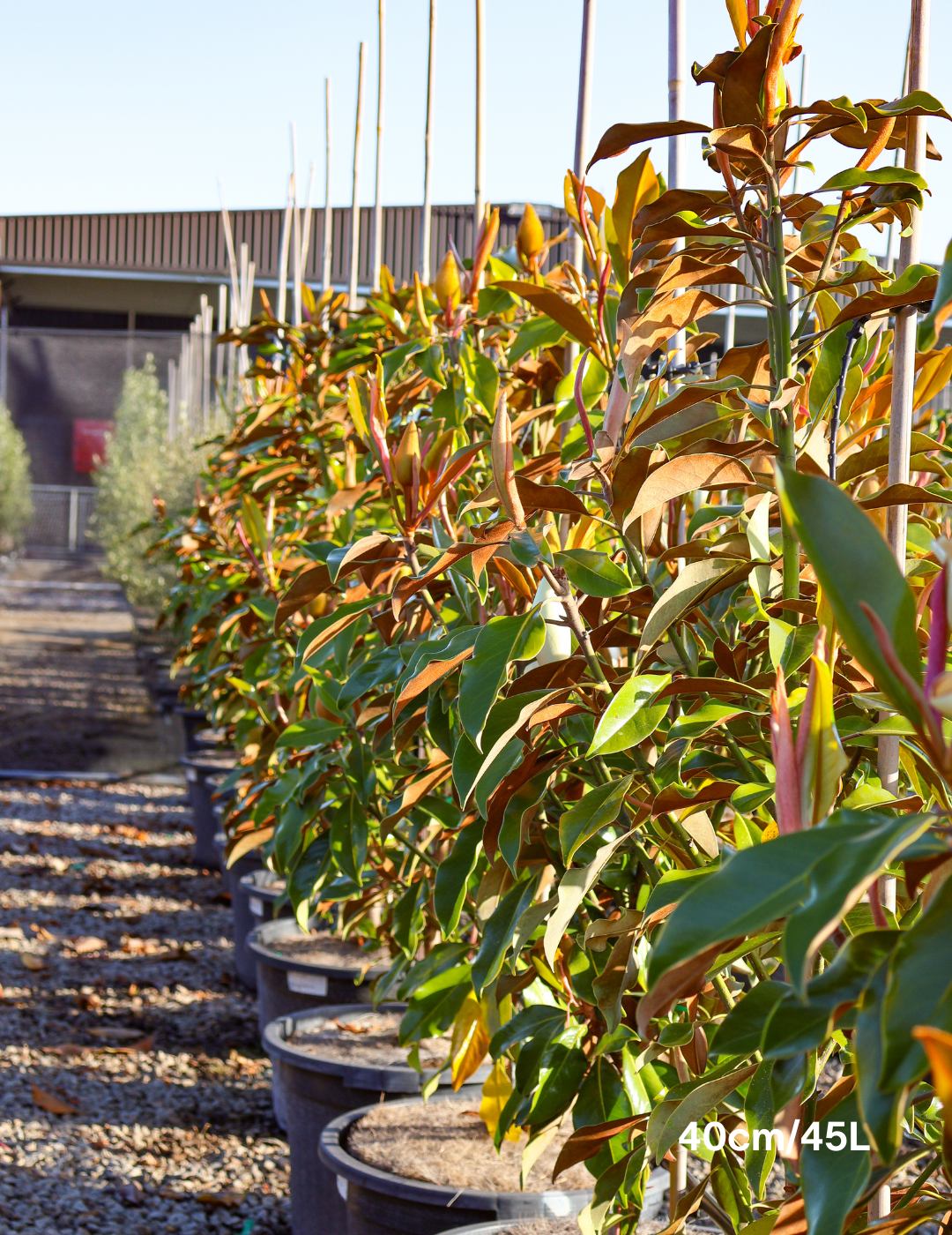 Magnolia grandiflora 'Kay Parris' - Evergreen Trees Direct