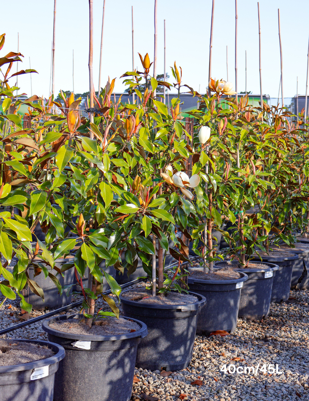 Magnolia grandiflora 'Kay Parris' - Evergreen Trees Direct