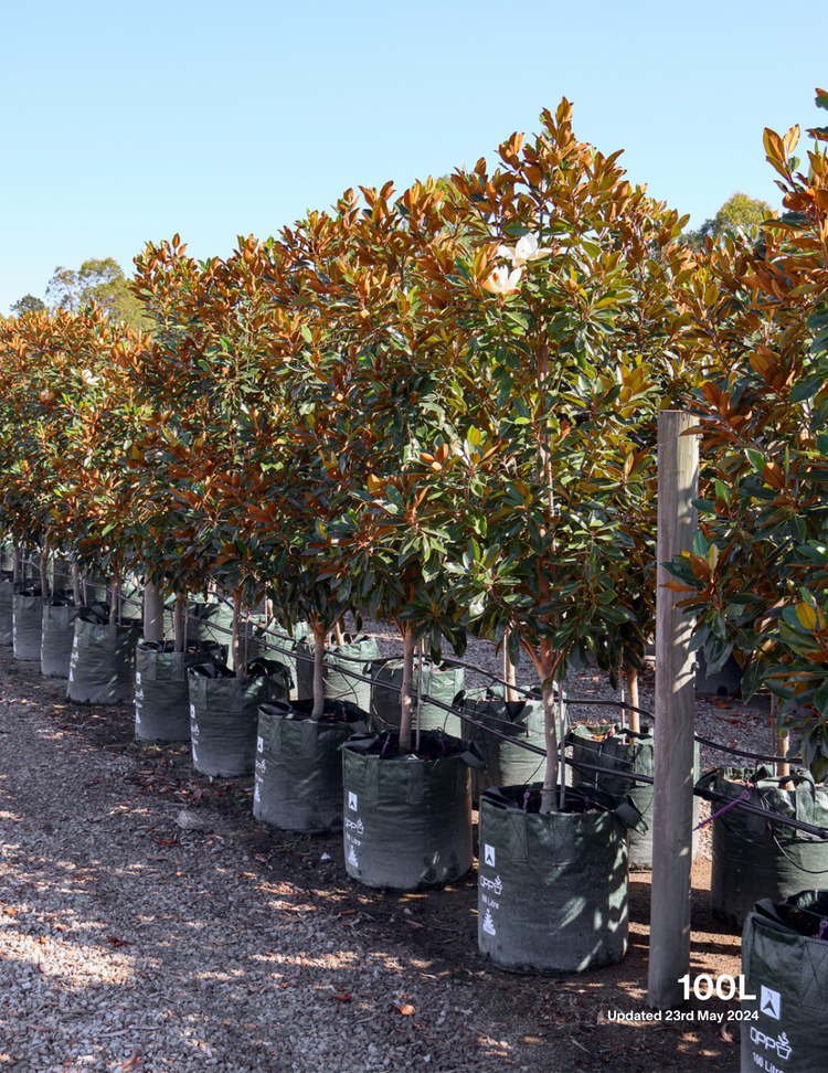 Magnolia grandiflora 'Little Gem'