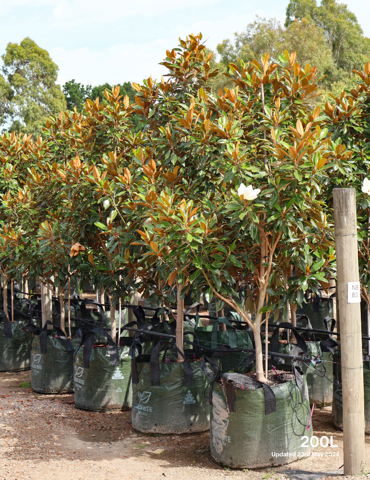 Magnolia grandiflora 'Little Gem'