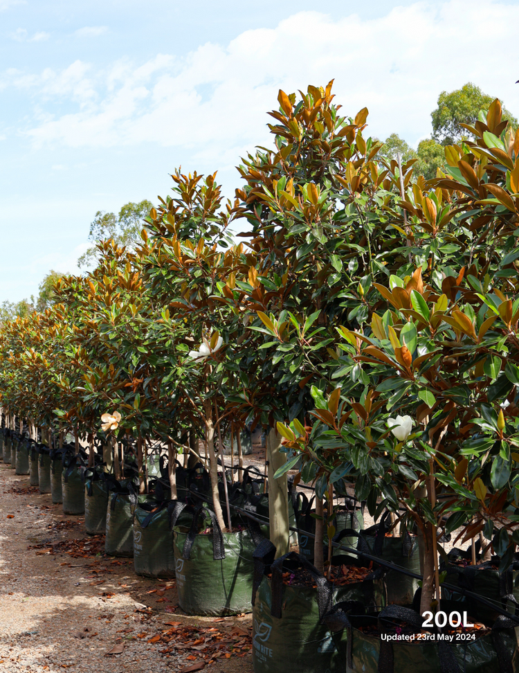 Magnolia grandiflora 'Little Gem'